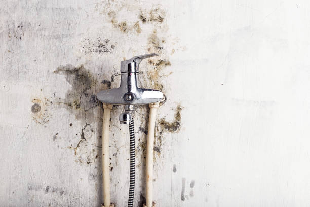 Best Emergency Mold Remediation in Jackson, WI