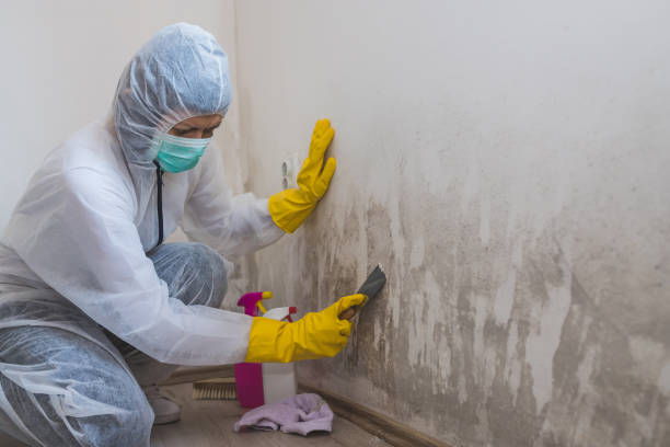 Best Bathroom Mold Remediation in Jackson, WI