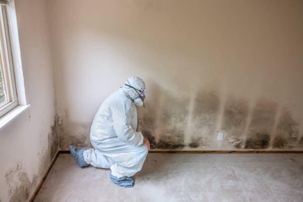 Best DIY Mold Remediation Support Services in Jackson, WI