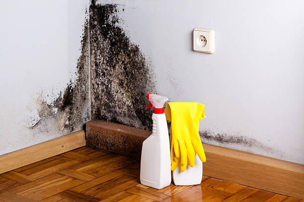 Best Post-Flood Mold Remediation in Jackson, WI