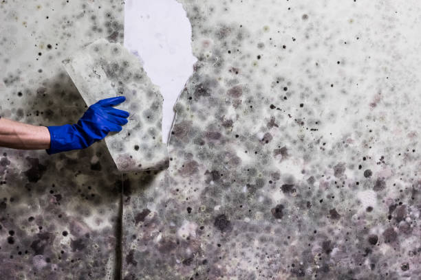 Best Attic Mold Remediation in Jackson, WI