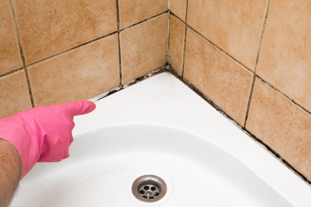 Best Black Mold Remediation in Jackson, WI